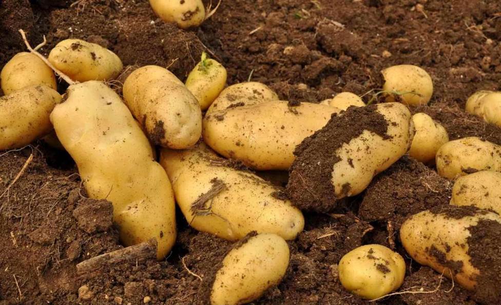 Water and Fertilizer Management for High-yield Potato